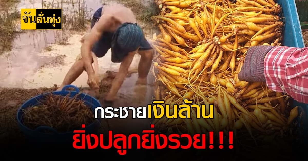 กระชาย พืชเศรษฐกิจที่ปลูกอย่างไรก็รวย !