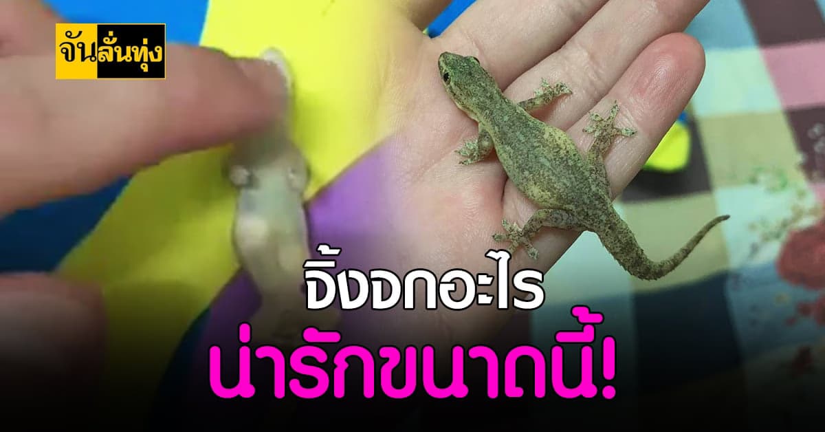 น่ารักอยู่ ! จิ้งจก แสนเชื่องนอนให้คนเล่นเฉย