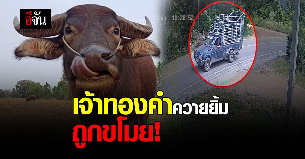 พี่คล้าว 2018 วอนช่วย! เจ้าทองคำ ควายยิ้ม ถูกขโมย