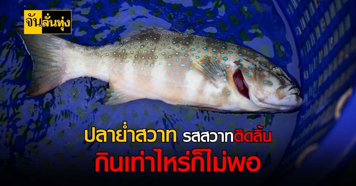 ปลาย่ำสวาท ของดีที่เมืองตราดกับราคาที่ฟาดไปโลละพัน !