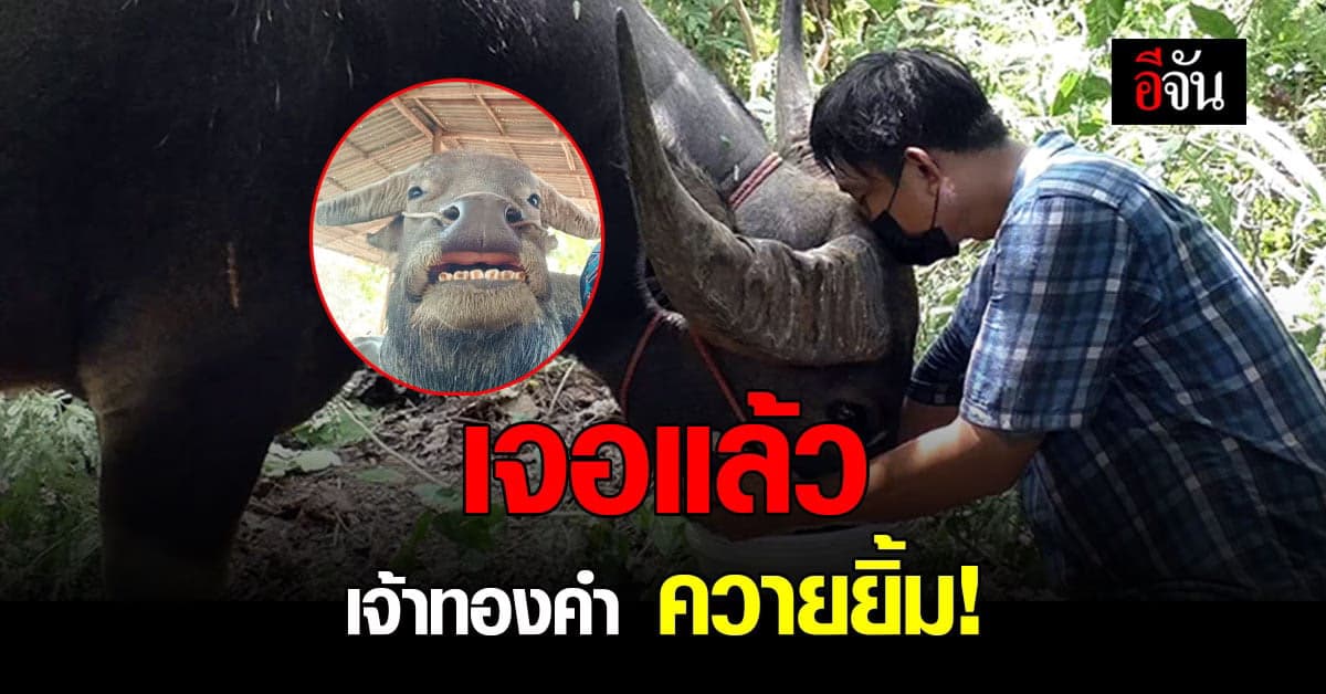 พี่คล้าว 2018 ออกตามหา จนเจอ เจ้าทองคำ ควายยิ้ม