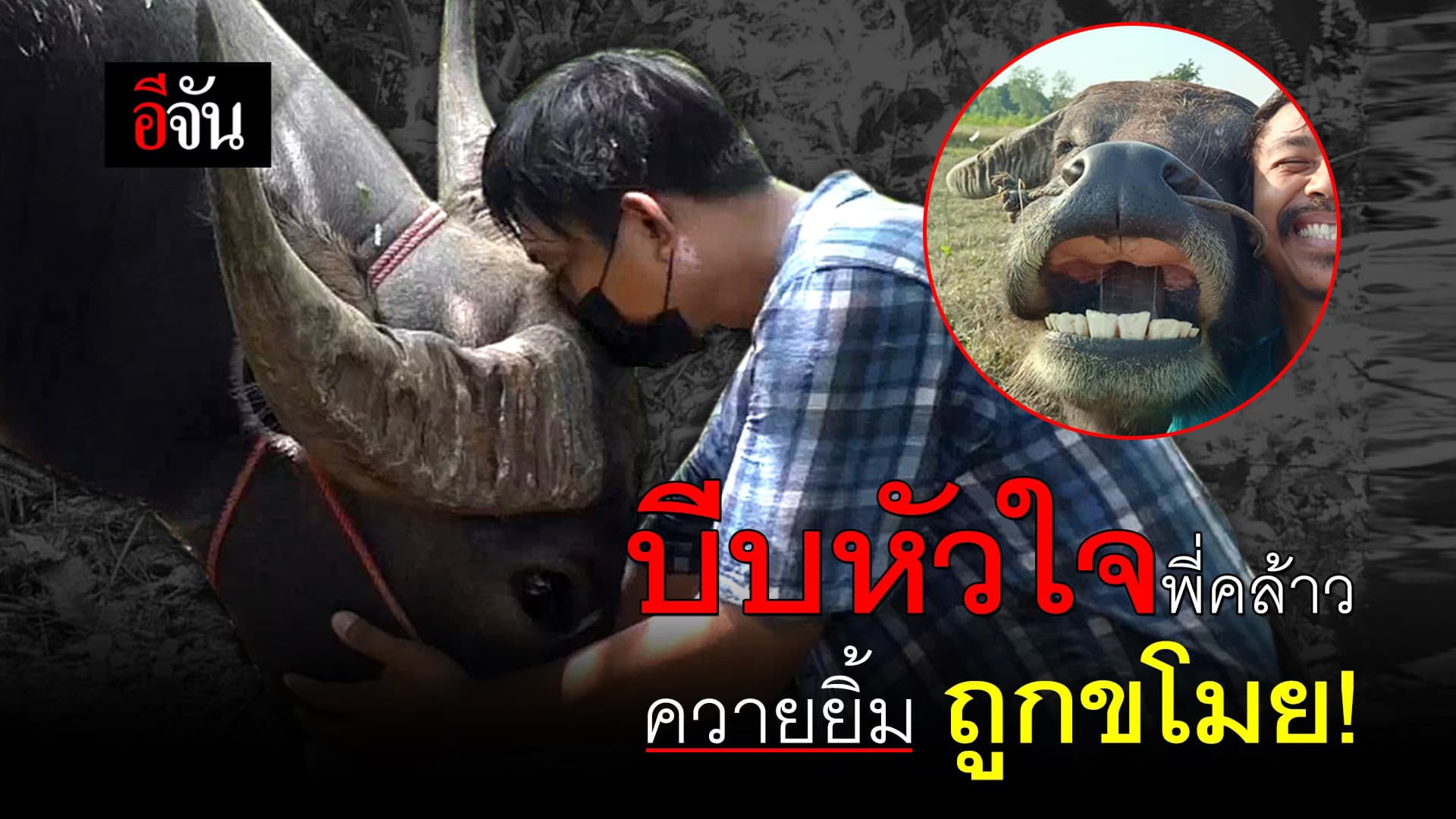 (Video) บีบหัวใจพี่คล้าว ควายยิ้ม ถูกขโมย!