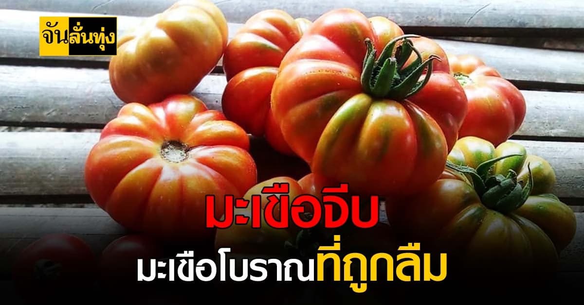 พาดู มะเขือจีบ มะเขือเทศรูปแปลกที่นับวันหากินยาก