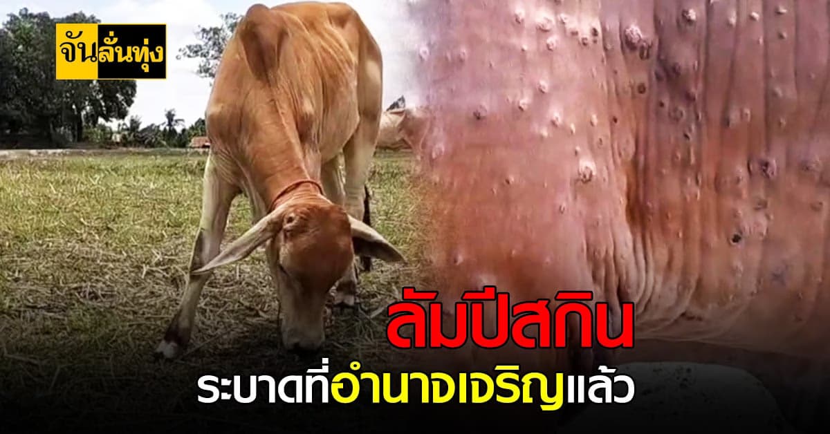 เกษตรกรอำนาจเจริญเครียด ลัมปีสกิน ระบาดในเมือง ติดเชื้อแล้วกว่า 50 ตัว