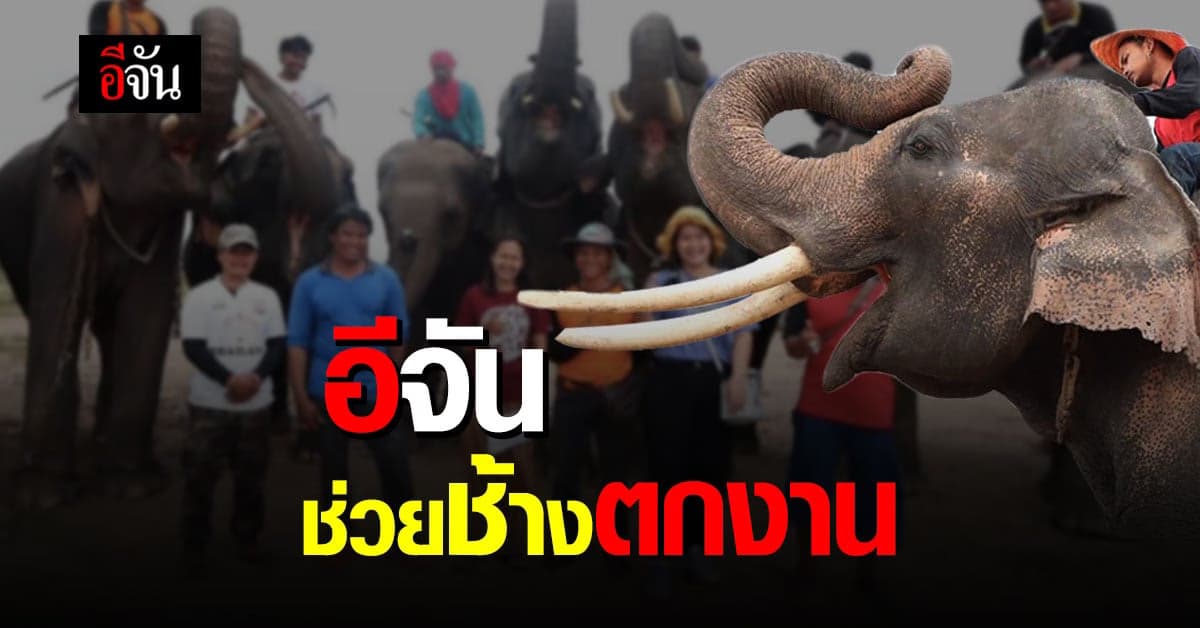 อีจันช่วยช้างตกงาน จากพิษโควิด 120 เชือก ระเวลา 12 เดือน