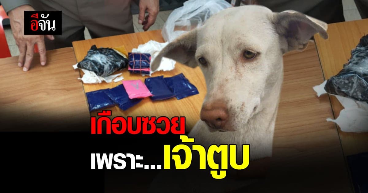 เกือบซวย เพราะเจ้าตูบ! คาบอะไรไม่คาบ ดันไปคาบ ยาบ้า 2,000 เม็ด เข้าบ้านซะงั้น