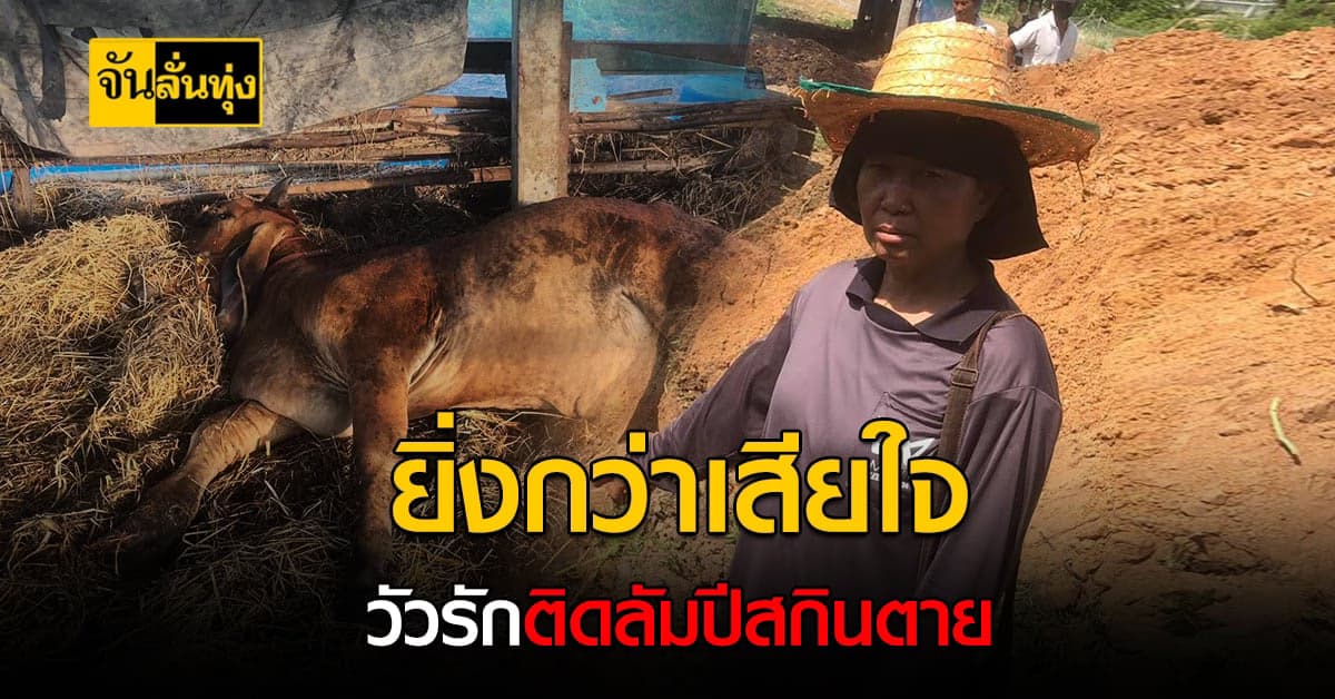 คนเลี้ยงวัวศรีสะเกษร้องทุกข์ วัวติด ลัมปีสกิน ตายเดียวดาย ไร้ความช่วยเหลือ