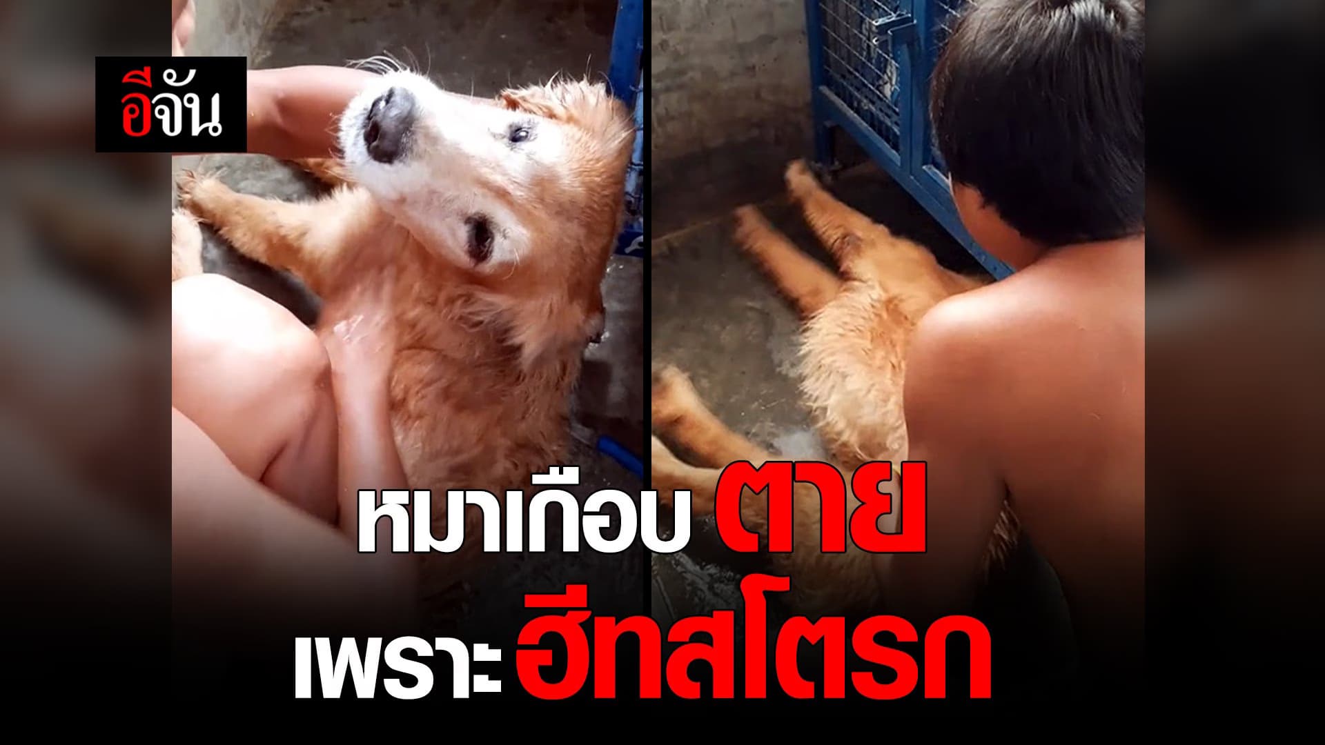 (Video) หมาเกือบตายเพราะฮีทสโตรก