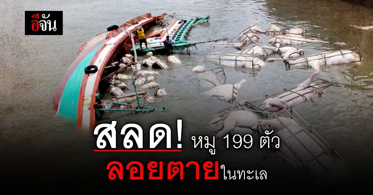 เวทนา ชีวิตหมู 199 ตัว ลอยตายในทะเล เหตุ เรือขนหมูล่ม