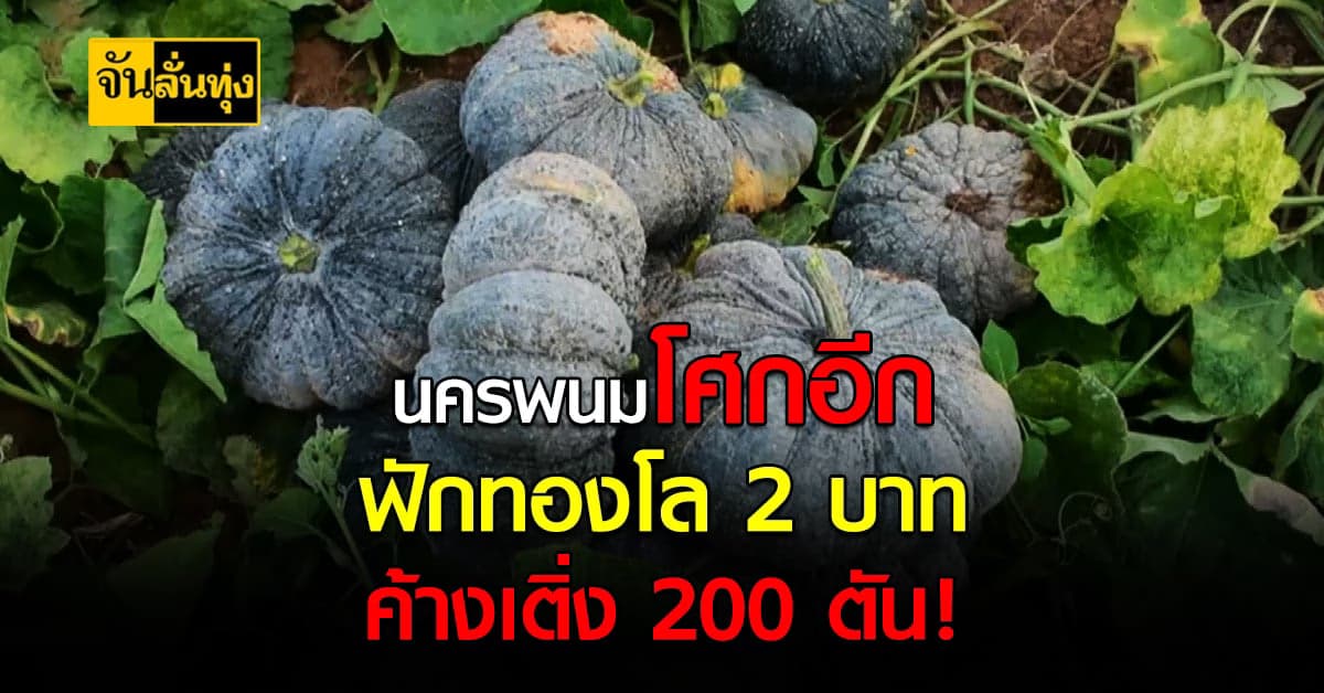 แบกไม่ไหว! คนปลูก ฟักทอง นครพนมเศร้า ราคาลงต่ำสุดที่ 2 บาท ซ้ำขายไม่ออกอีกเพียบ
