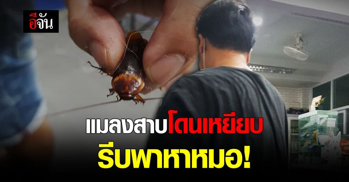 หนุ่มใจบุญ เห็นคาตา แมลงสาบ โดนเหยียบ รีบพาหาหมอทันที