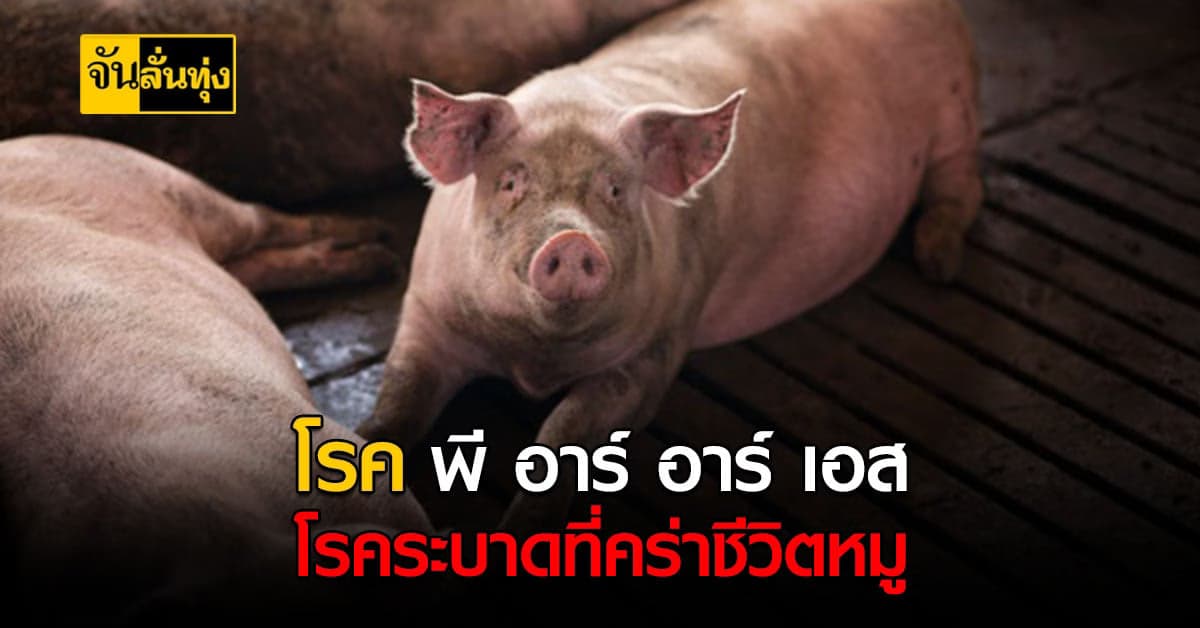 รู้จัก โรคพีอาร์อาร์เอส หรือโรคเพิร์ส โรคในหมูที่ป้องกันได้