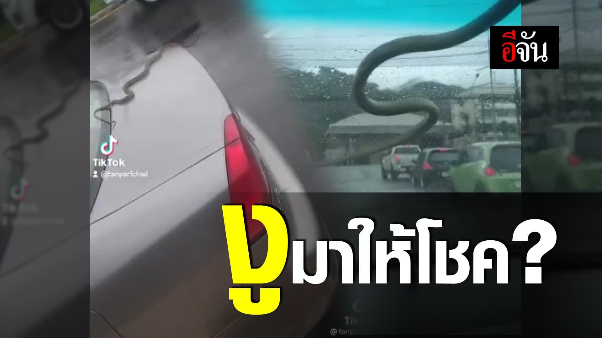 (Video) งูมาจากไหน