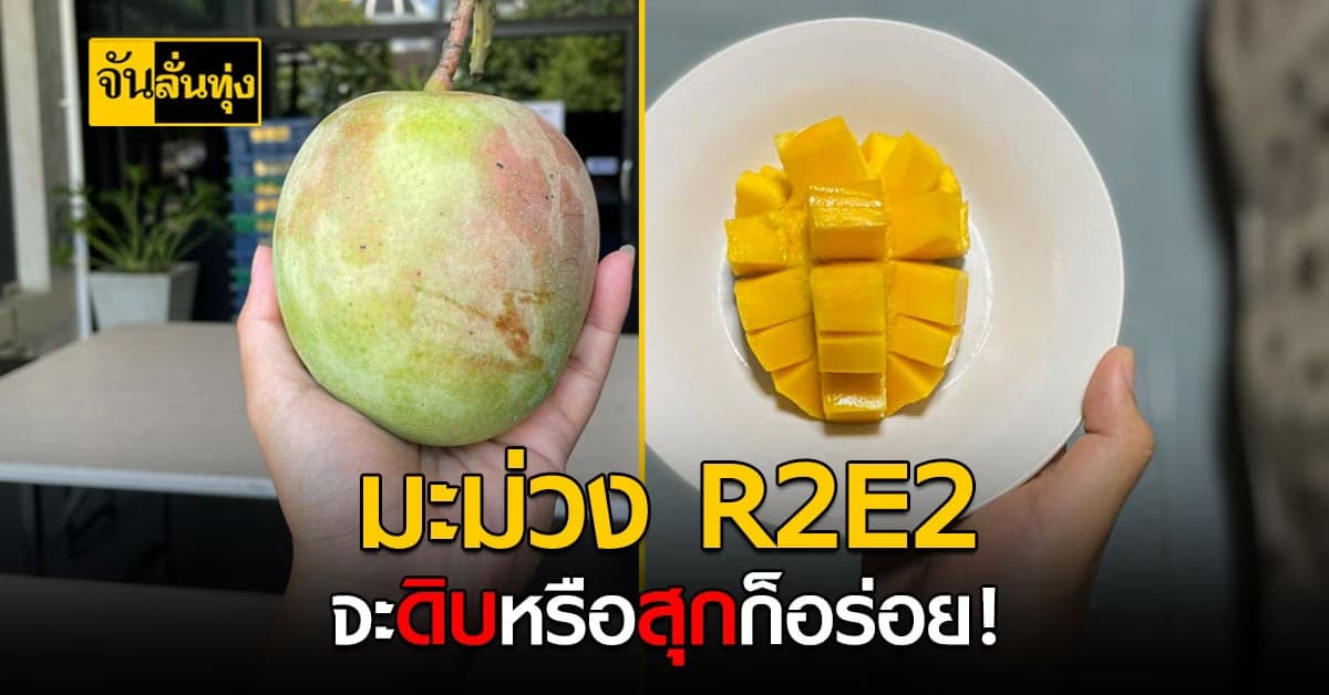 มะม่วงอาร์ทูอีทู มะม่วงพันธุ์นอกที่ปลูกดีในไทย กินสุกหรือดิบก็อร่อย !