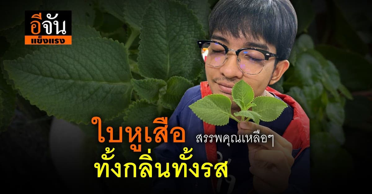 ใบหูเสือ กินดี สรรพคุณแน่น บำรุงเลือด กลิ่นหอมแรง คู่แข่งออริกาโน่