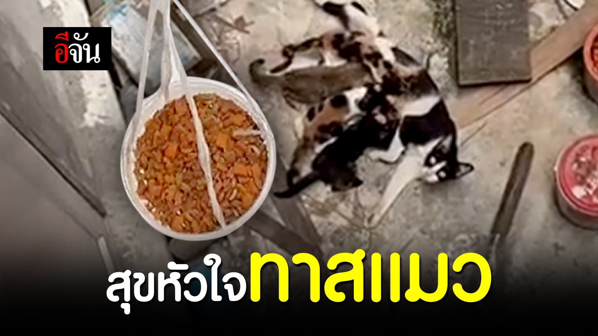 (Video) สุขใจทาสแมว