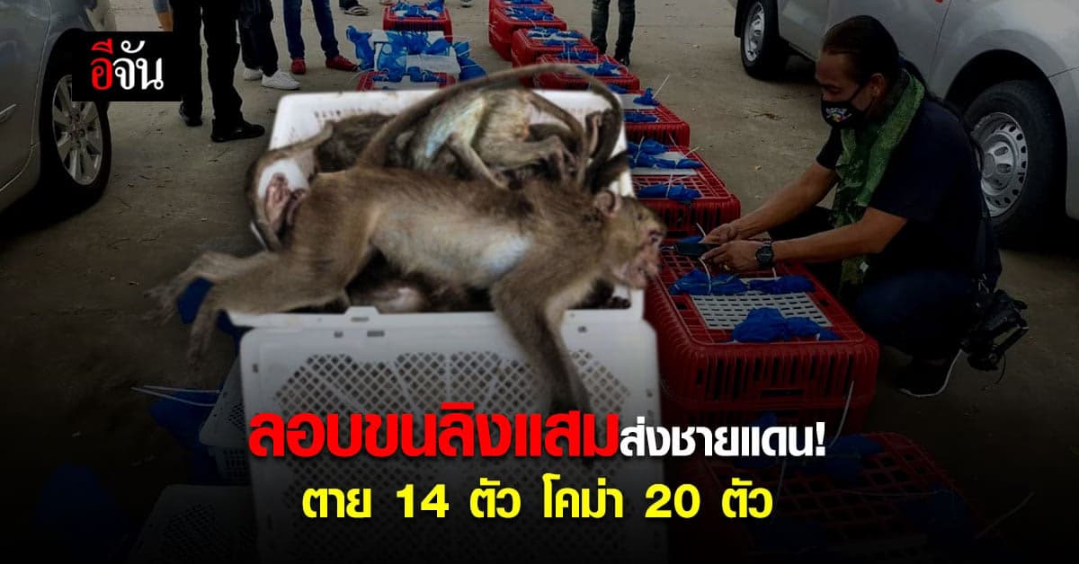 ตำรวจ สภ.ศรีมหาโพธิ ตรวจค้นรถต้องสงสัย เจอ ลิงแสม 102 ตัว! เตรียมส่งชายแดนสระแก้ว