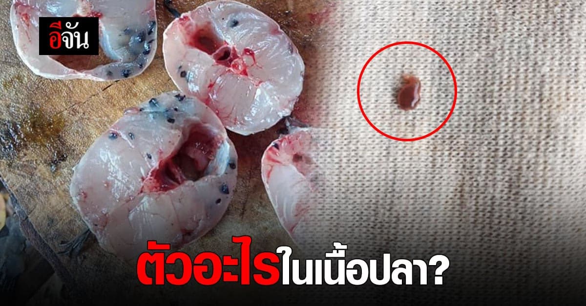 อึ๋ยยย! จุดสีดำๆ ทั่วเนื้อปลา ว่าแต่มันคือตัวอะไร?