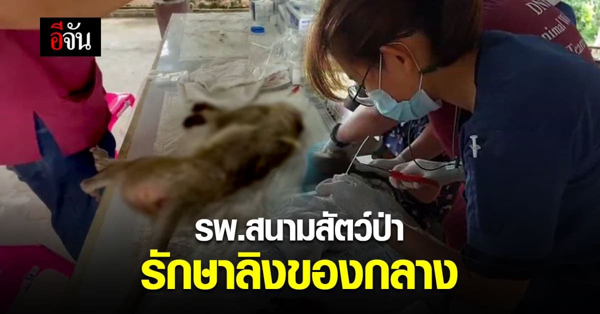 กรมอุทยาน ตั้ง รพ.สนามสัตว์ป่า รักษา ลิงของกลาง