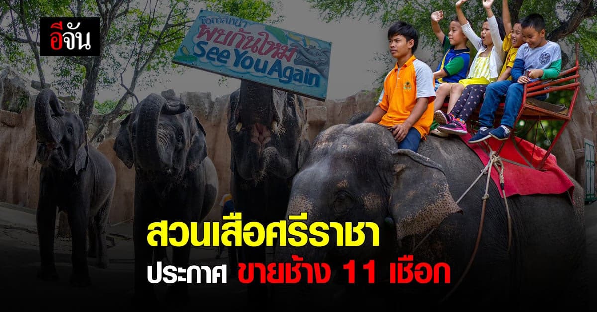 โควิดพ่นพิษ สวนเสือศรีราชา ตัดใจ ประกาศขายช้าง 11 เชือก