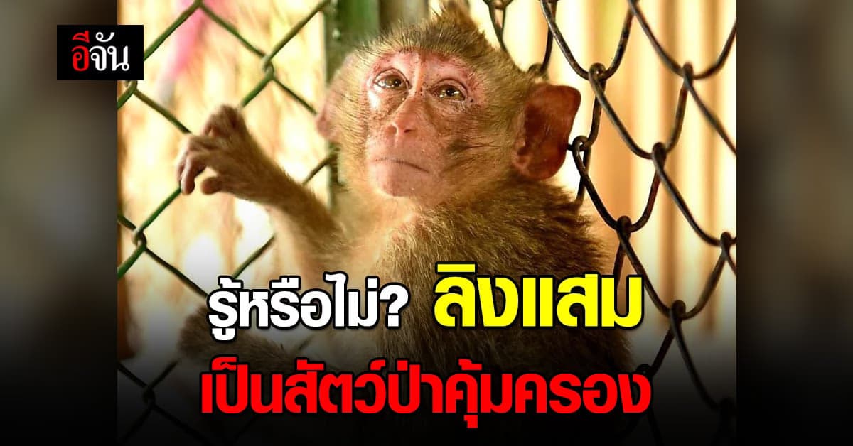 ลิงแสม สัตว์ป่าคุ้มครองของไทย แต่หากดำเนินตามขั้นตอนของกรมอุทยานฯ อย่างถูกต้อง ก็เพาะพันธุ์ได้