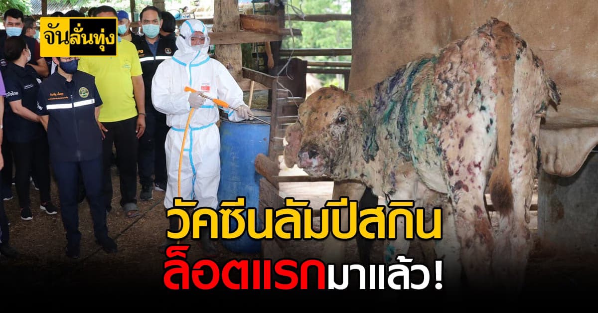 วัคซีนป้องกันโรค ลัมปีสกิน ล็อตแรกเข้าไทยแล้ว 60,000 โดส