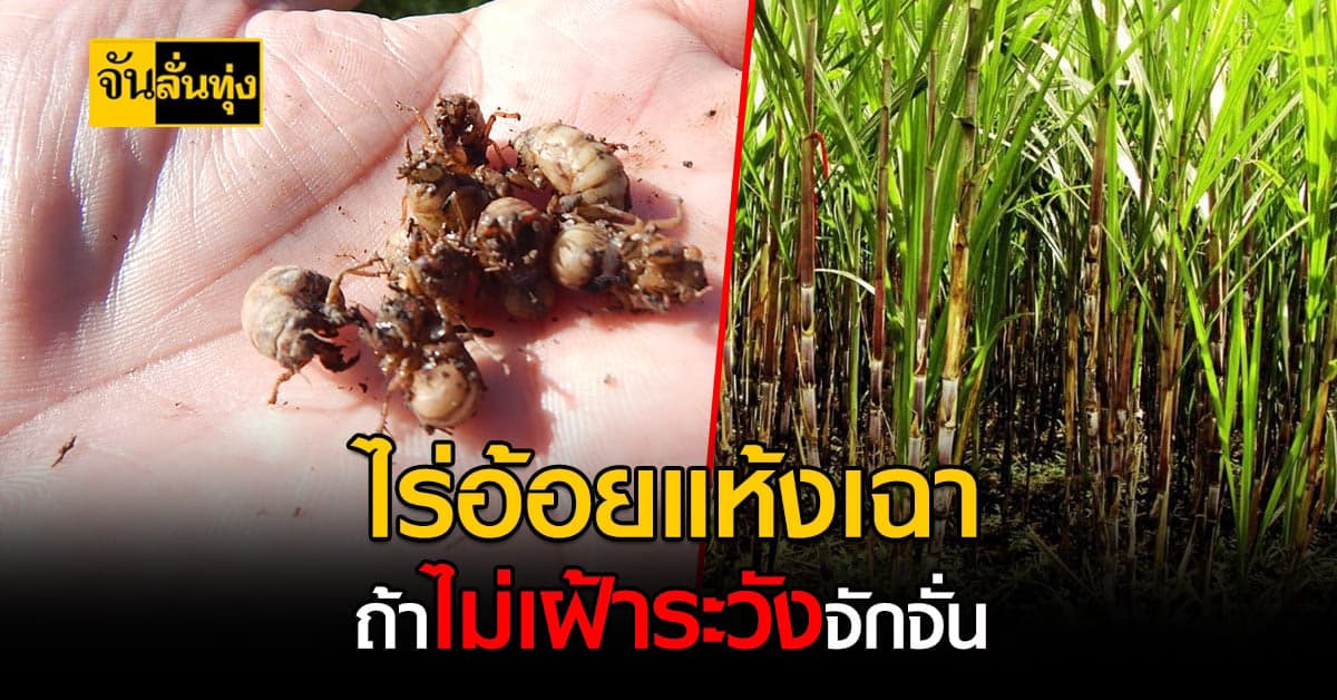 เตือนเกษตรกร ปลูกอ้อย ช่วงนี้ระวัง จักจั่น ลงไร่สร้างความเสียหาย