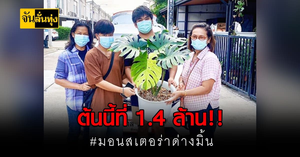 ของมันต้องมี ! มอนสเตอร่าด่างมิ้น ต้นนี้ที่ 1.4 ล้าน