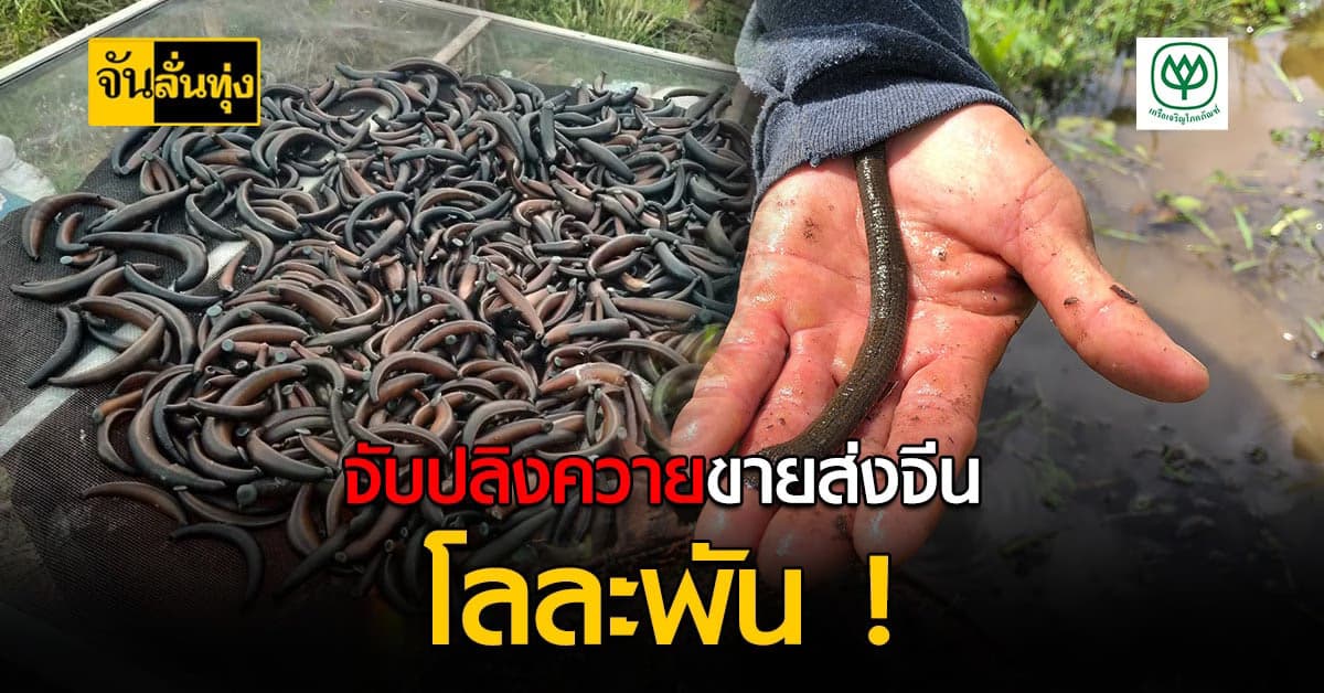 เปิดอาชีพสุดแปลก ล่าปลิงควายดูดเลือด แปรรูปส่งนอก รายได้ดีปีละเป็นล้าน