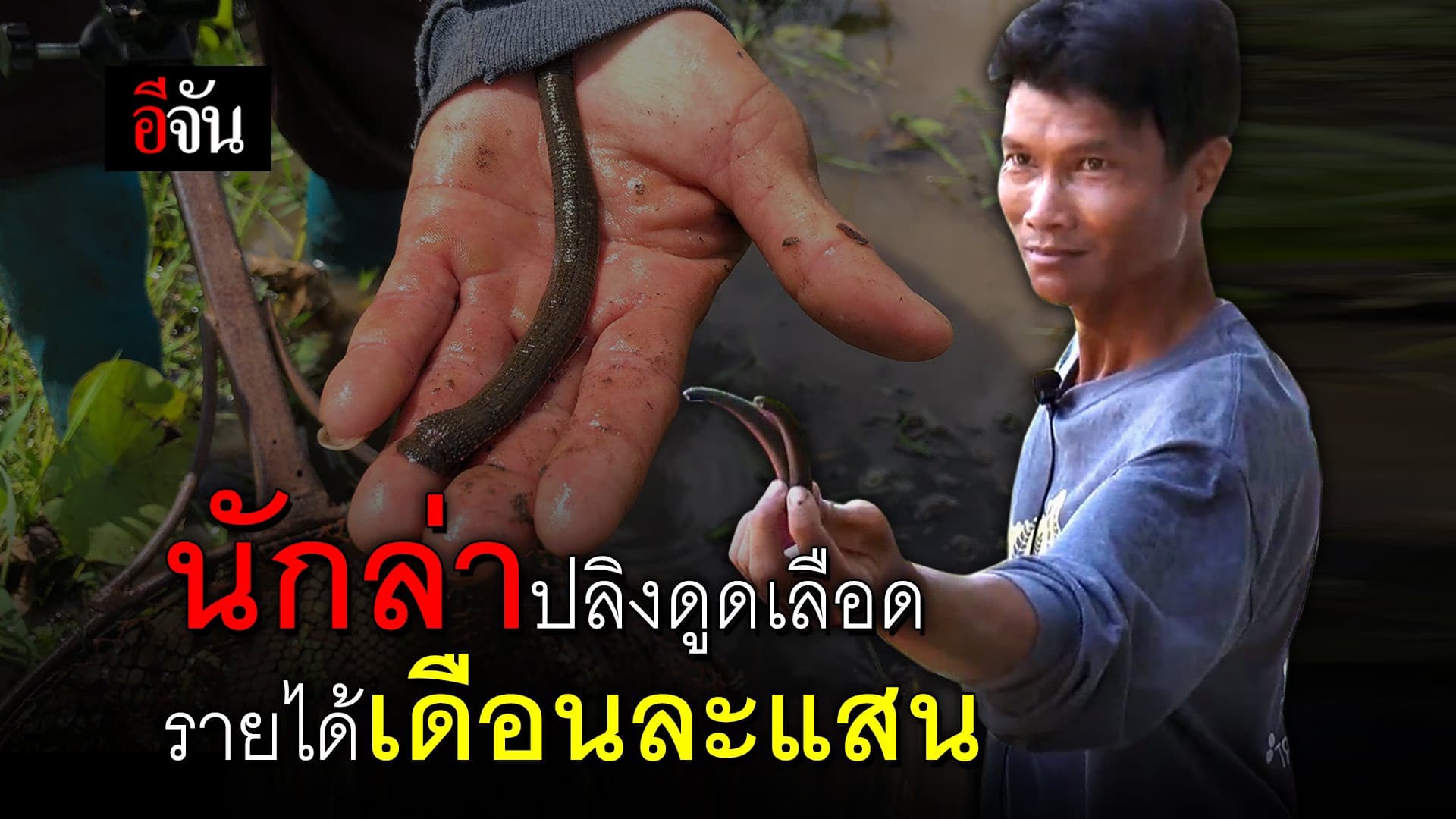 (Video) นักล่าปลิงดูดเลือด รายได้เดือนละแสน