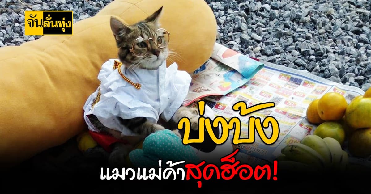 ชวนหลงรัก บ่งบ้ง แมวแม่ค้า แมวสุดน่ารักนักขายของ