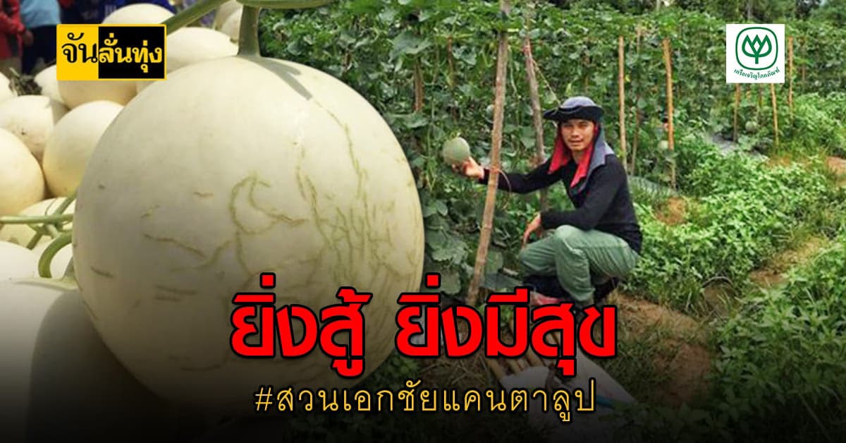 เพราะสู้จึงมีวันนี้ พาเที่ยวชมสวน แคนตาลูป อีกหนึ่งผลไม้ดีอัญมณีเมืองจันท์