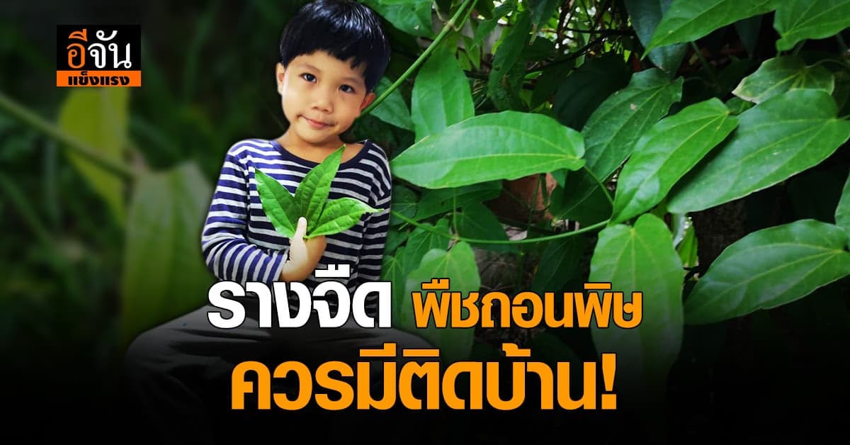 ว่านรางจืด สมุนไพร ราชาเเห่งการถอนพิษ สรรพคุณน่าอัศจรรย์