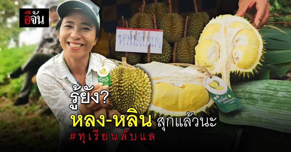 สาวกทุเรียน ห้ามพลาด! ทุเรียนหลงหลิน ลับแล จ.อุตรดิตถ์ เริ่มสุกทั้งภูเขา