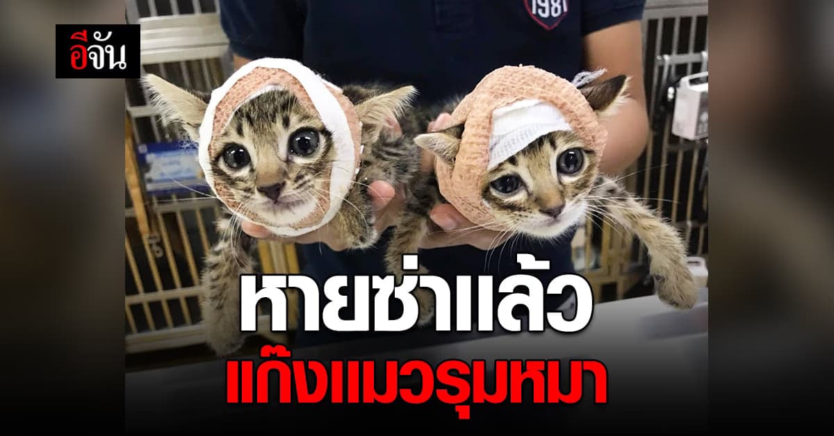 แมวจรนักสู้ ไทเกอร์ จากัวร์ ใส่เฝือกทั้งคู่ หลัง ยกพวก รุมหมา