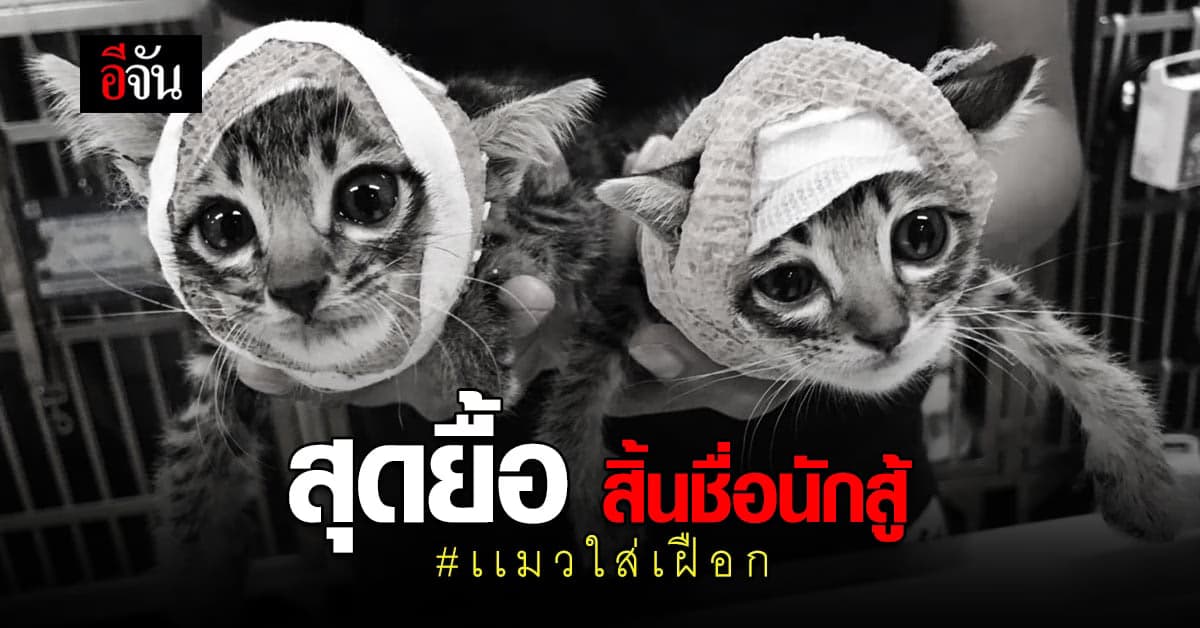 สุดยื้อ แมวใส่เฝือก 1 ใน สองพี่น้อง จากัวร์ เสียชีวิตเเล้ว