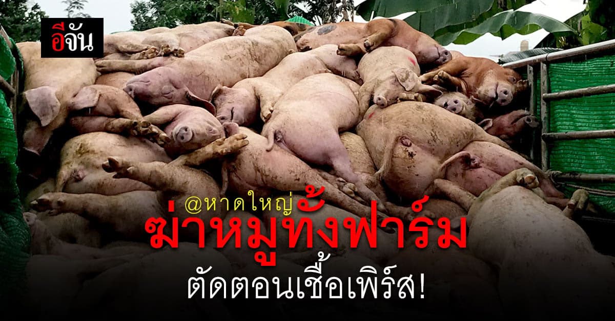 หาดใหญ่ เร่งแก้ปัญหา! ฆ่าหมูยกฟาร์ม 200 ตัว หลังตรวจพบ โรคเพิร์ส