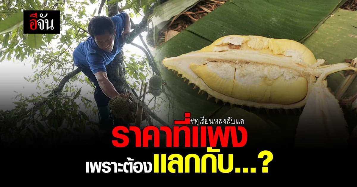 ทุเรียนลูกจิ๋ว ราคาสูงลิ่วเพราะอะไร เเหวกพู ดูเอกลักษณ์ หลินหลงลับเเล