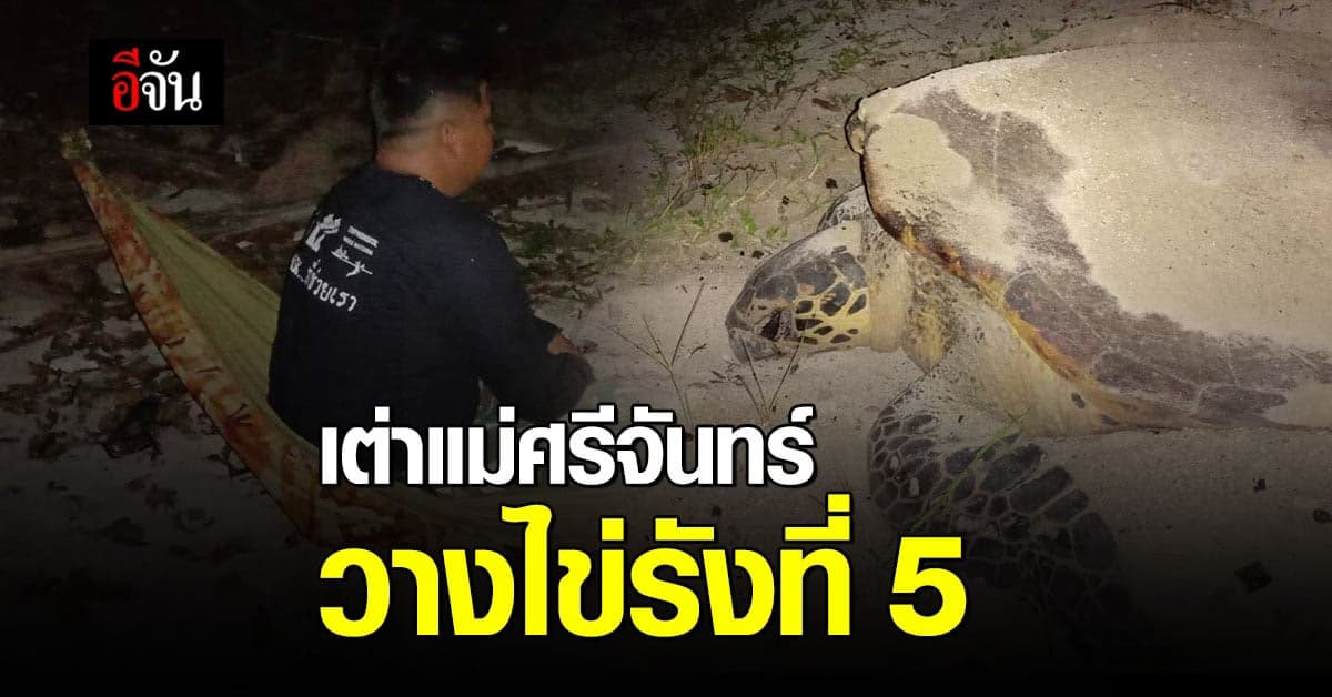มาอีกรังที่ 5 ! เต่าแม่ศรีจันทร์ ขึ้นวางไข่ บนเกาะทะลุ อุทยานแห่งชาติอ่าวสยาม
