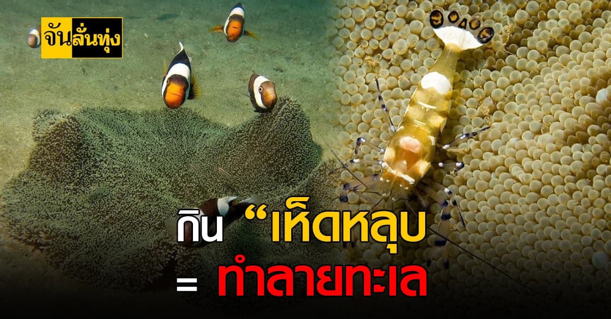 ดร.ธรณ์ วอนไม่กิน เห็ดหลุบ เพราะทำลายธรรมชาติ สัตว์ทะเล ผิดกฎหมาย