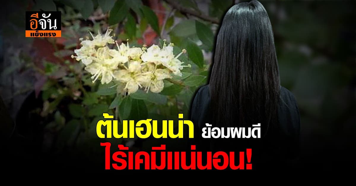 สมุนไพรเพื่อความงาม ต้นเฮนน่า ใช้ย้อมผมติดดี ไร้สารเคมีเเน่นอน