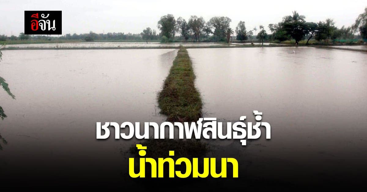 ชาวนา ช้ำหนัก! โควิด ยังไม่ซา น้ำท่วมนาข้าว ที่พึ่งหว่าน