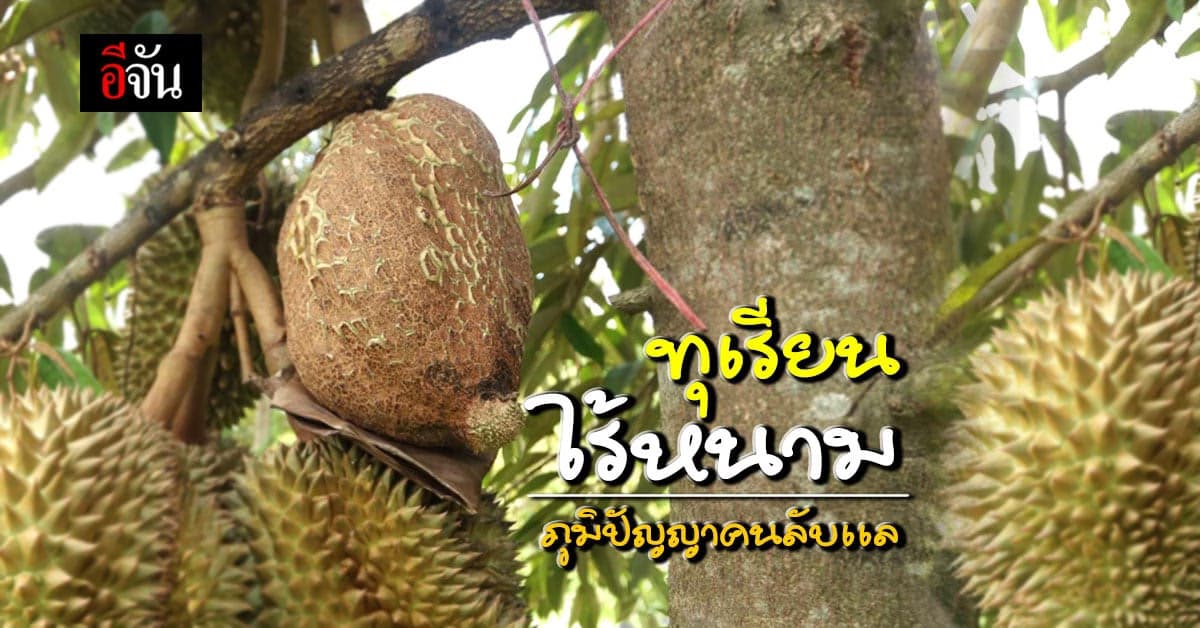 ทุเรียนไร้หนาม ไอเดียพี่เรียมคนลับเเล หน้าตาไม่คุ้นชิ้น เเต่รสคุ้นลิ้นเหมือนเดิม