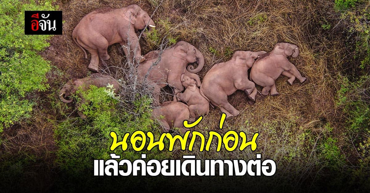 ยูนนาน เผยภาพ ช้างป่าเอเชีย โขลงใหญ่ หยุดทริปอพยพใกล้ คุนหมิง