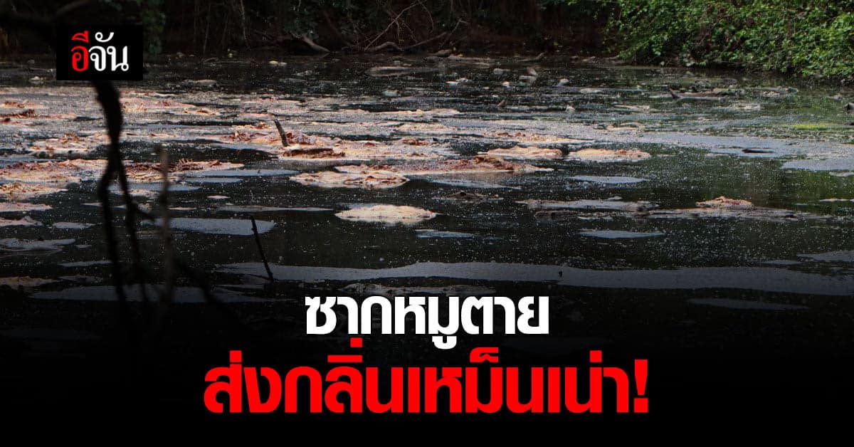 หนุ่มสุดทน! ฟาร์มหมูทิ้ง ซากหมูตาย ลอยเกลื่อน บ่อบำบัดน้ำเสีย ส่งกลิ่นเหม็นเน่า