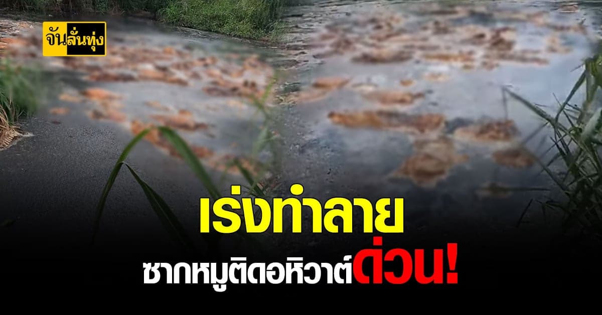 ปศุสัตว์เพชรบุรี จ่อจับ 2 ข้อหา เจ้าของฟาร์ม หมูเมืองเพชรฯ เหตุทำลายซาก หมูติดอหิวาต์ ไม่ถูกต้อง