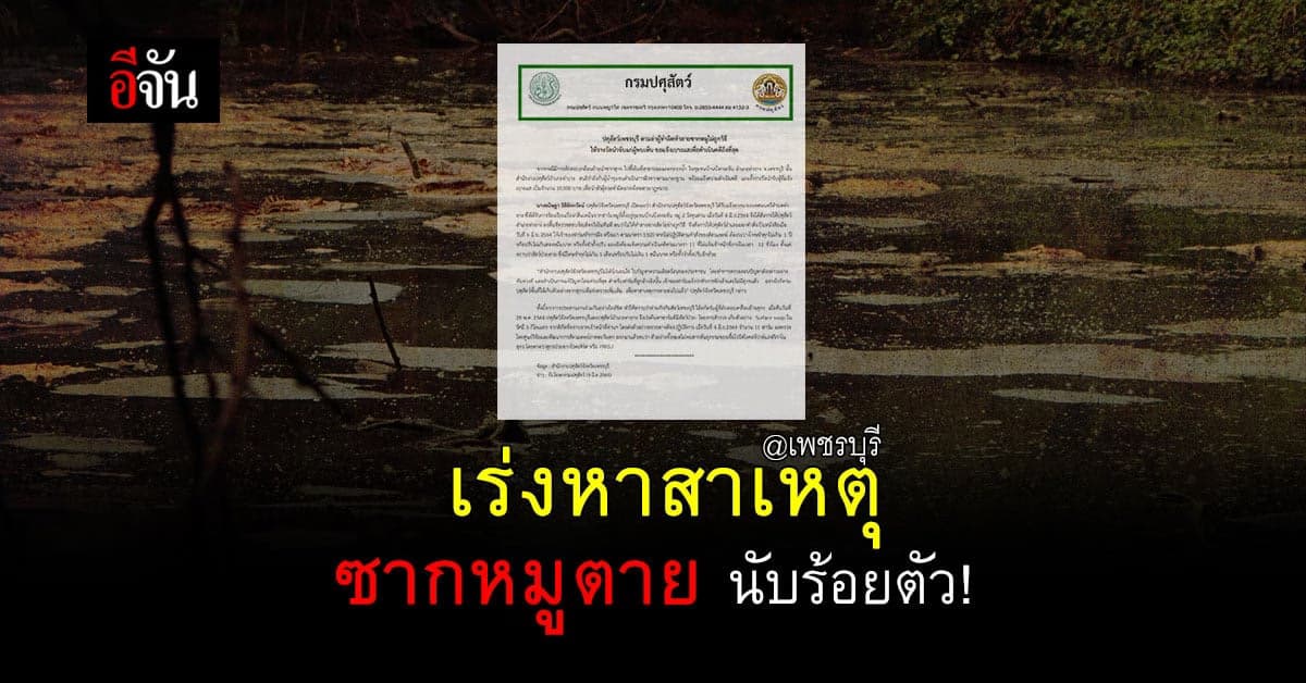 ปศุสัตว์เพชรบุรี เร่งหาสาเหตุ ซากหมูตาย ทิ้งบ่อน้ำเสีย ส่งกลิ่นเหม็นเน่า