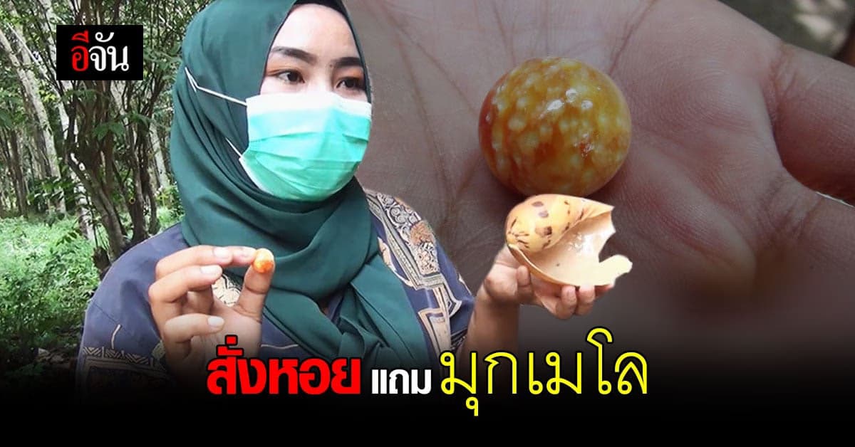 โชคหล่นทับ! สาวสตูล สั่งหอยโข่งผ่านเฟซบุ๊ก เจอมุกเมโลแถมมาด้วย