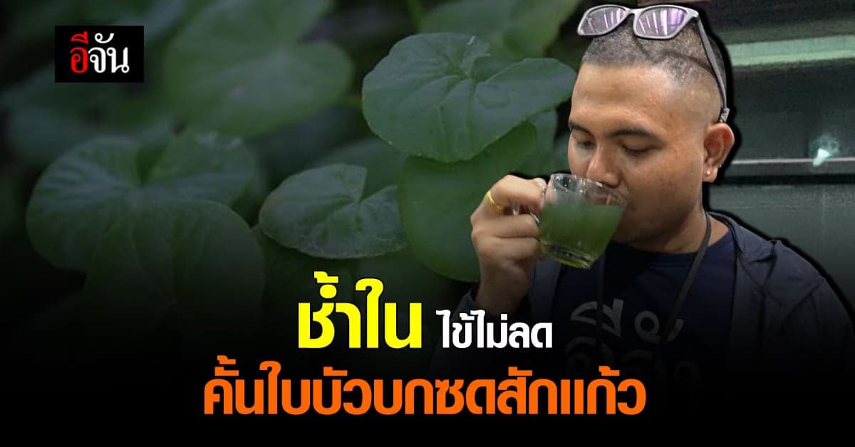 ใบบัวบก สมุนไพรหาง่าย แก้ไข้ แก้ช้ำใน ฤทธิ์เย็น ดับร้อน