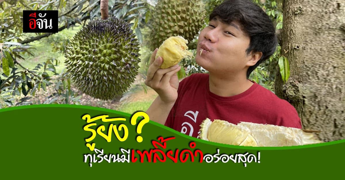 ชาวสวน ทุเรียนป่าละอู บอกให้รู้ ทุเรียนมีเพลี้ยดำ อร่อยที่สุด
